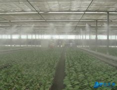 溫室大棚種植噴霧加濕系統(tǒng)