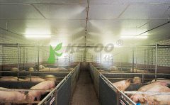 養(yǎng)豬場(chǎng)采用噴霧降溫系統(tǒng)不僅能降溫還能起到除